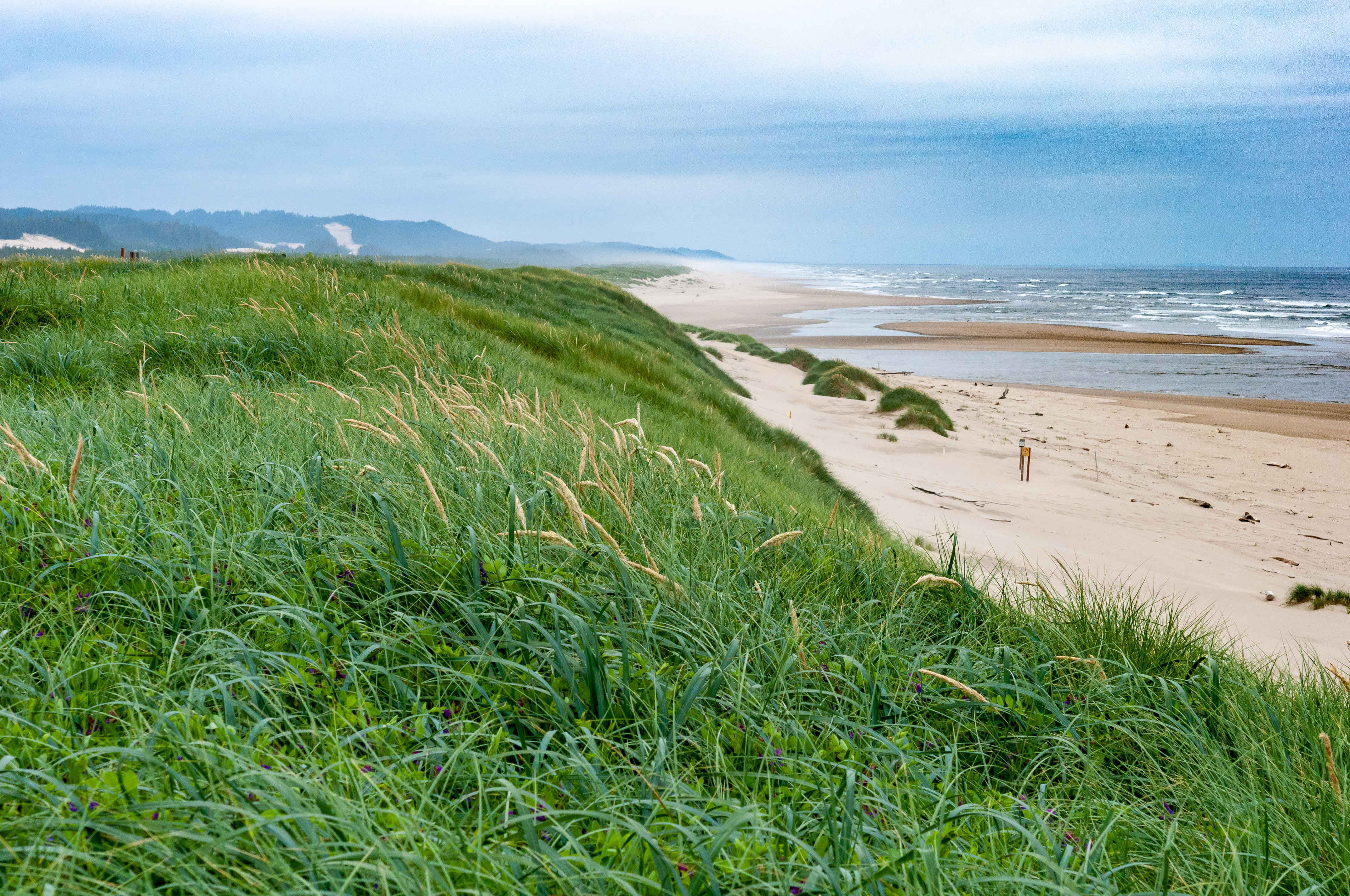 Dunes stabilized by introduced European beachgrass no longer provide habitat for native grasses. Photo by Robert Korfhage